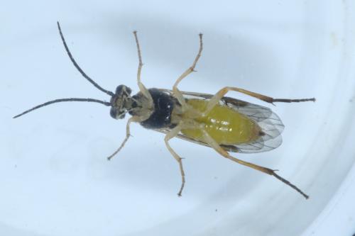 Euura spiraeae